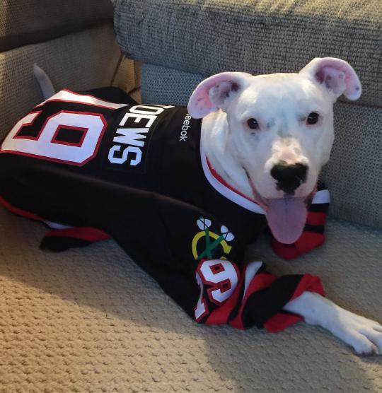 Zeus likes the Chicago Blackhawks